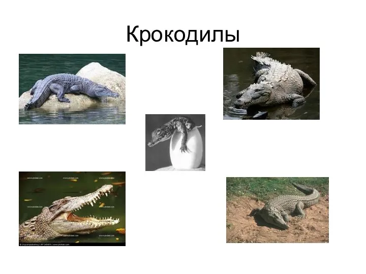 Крокодилы