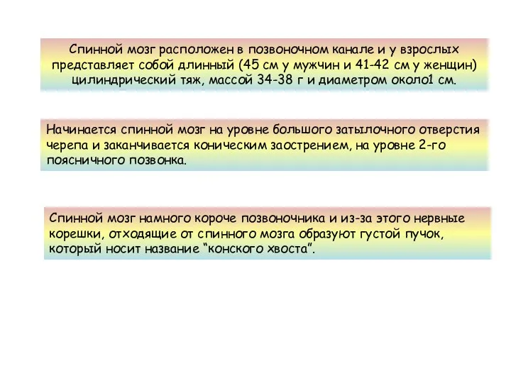 Спинной мозг расположен в позвоночном канале и у взрослых представляет