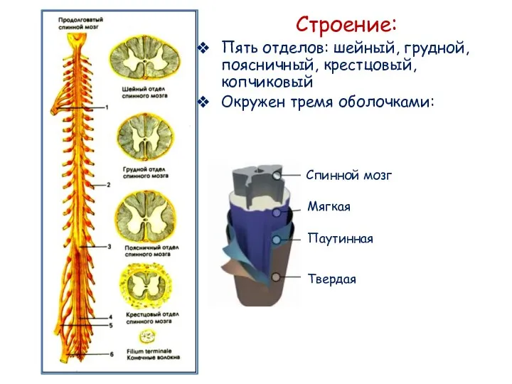 Строение: Пять отделов: шейный, грудной, поясничный, крестцовый, копчиковый Окружен тремя оболочками: Твердая Паутинная Мягкая Спинной мозг