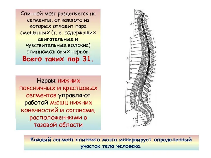 Спинной мозг разделяется на сегменты, от каждого из которых отходит