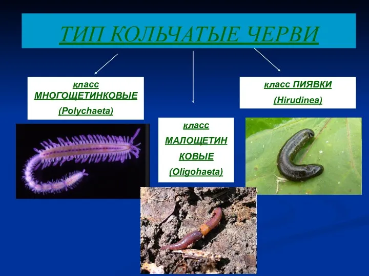 ТИП КОЛЬЧАТЫЕ ЧЕРВИ класс МНОГОЩЕТИНКОВЫЕ (Polychaeta) класс ПИЯВКИ (Hirudinea) класс МАЛОЩЕТИН КОВЫЕ (Oligohaeta)
