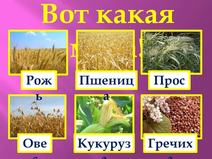 Вот какая мука! Рожь Пшеница Просо Овес Кукуруза Гречиха