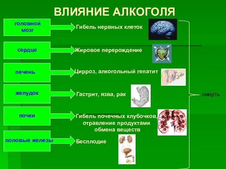 ВЛИЯНИЕ АЛКОГОЛЯ головной мозг Гибель нервных клеток сердце Жировое перерождение печень Цирроз, алкогольный