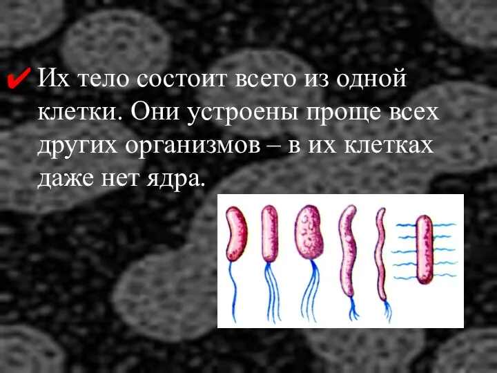 Их тело состоит всего из одной клетки. Они устроены проще