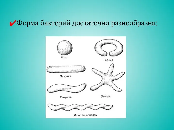 Форма бактерий достаточно разнообразна: