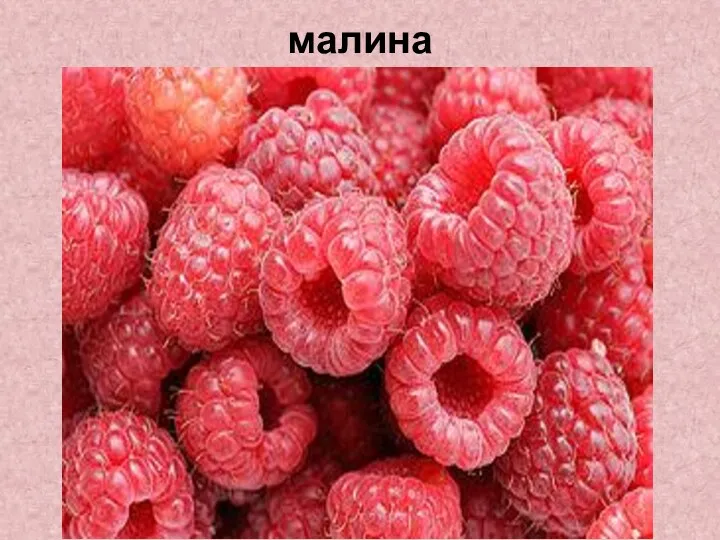 малина