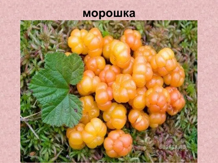 морошка