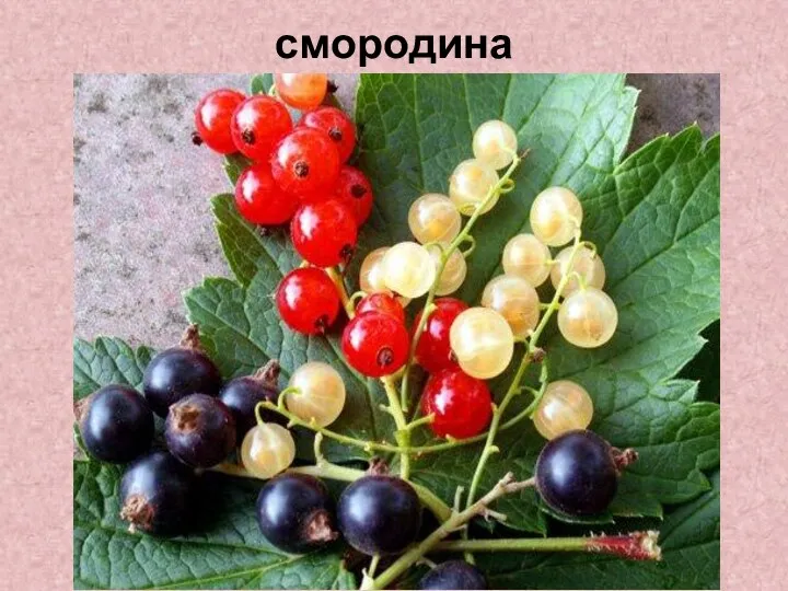 смородина