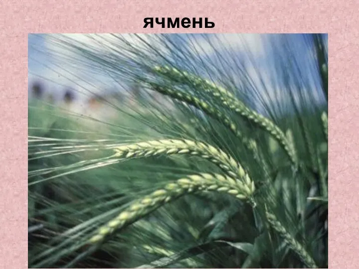 ячмень