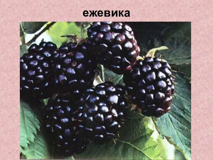 ежевика