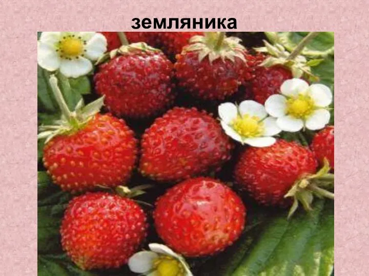 земляника