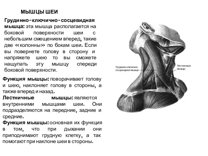 МЫШЦЫ ШЕИ Функция мышцы: поворачивает голову и шею, наклоняет голову