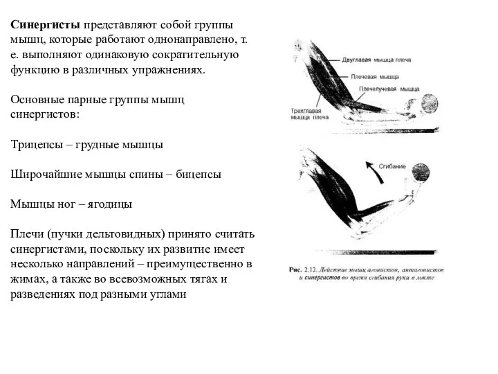 Синергисты представляют собой группы мышц, которые работают однонаправлено, т.е. выполняют