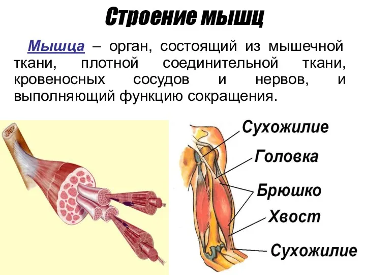 Строение мышц Мышца – орган, состоящий из мышечной ткани, плотной соединительной ткани, кровеносных