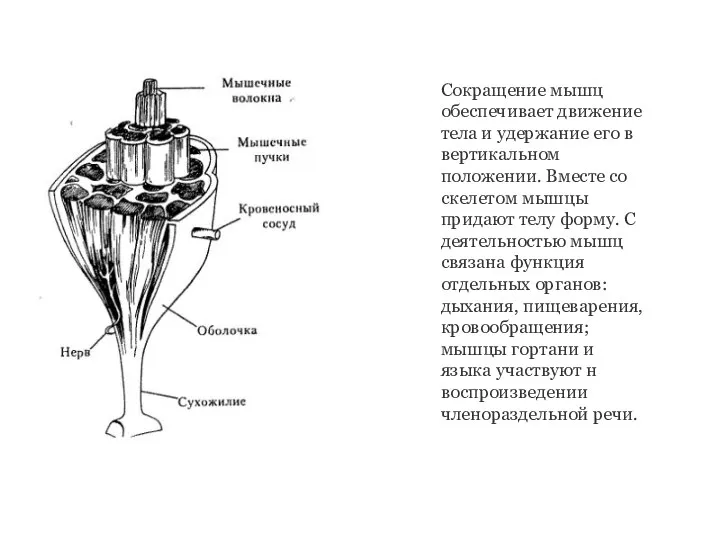 Сокращение мышц обеспечивает движение тела и удержание его в вертикальном положении. Вместе со