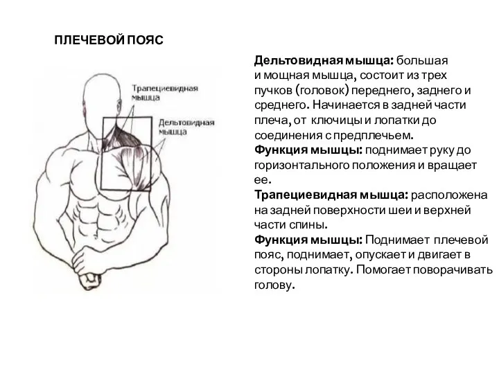 Дельтовидная мышца: большая и мощная мышца, состоит из трех пучков