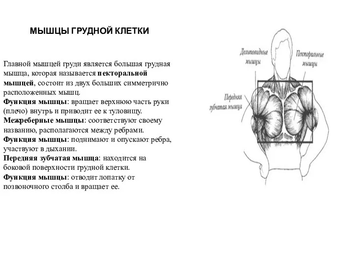 МЫШЦЫ ГРУДНОЙ КЛЕТКИ Главной мышцей груди является большая грудная мышца, которая называется пекторальной