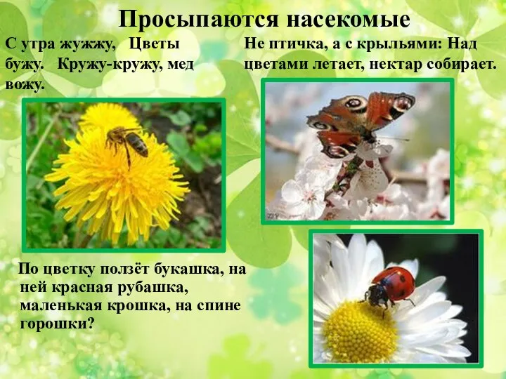 Просыпаются насекомые Не птичка, а с крыльями: Над цветами летает, нектар собирает. С