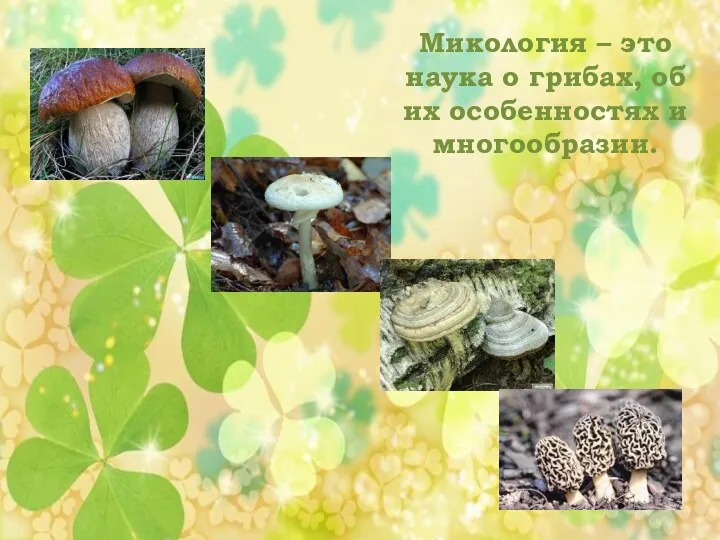 Микология – это наука о грибах, об их особенностях и многообразии.