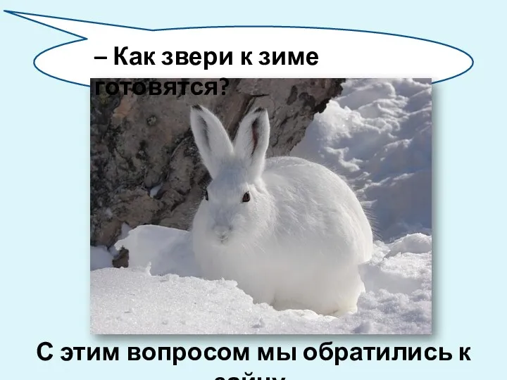 С этим вопросом мы обратились к зайцу. – Как звери к зиме готовятся?