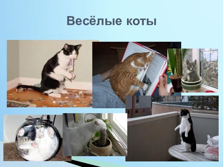 Весёлые коты