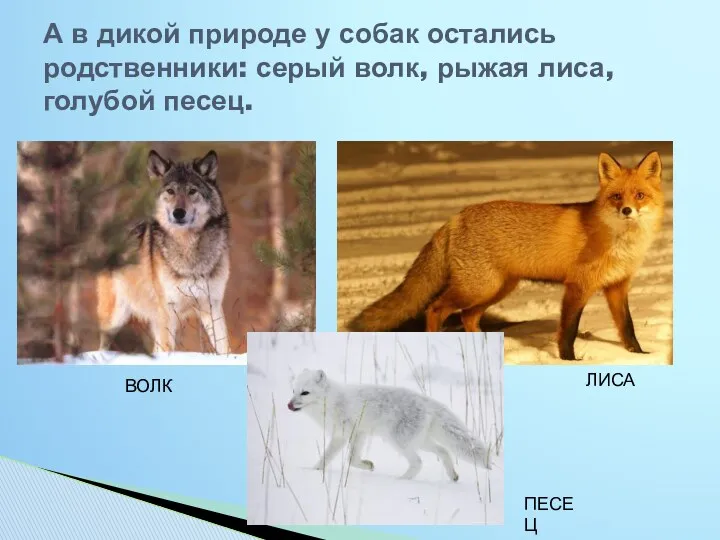 А в дикой природе у собак остались родственники: серый волк, рыжая лиса, голубой