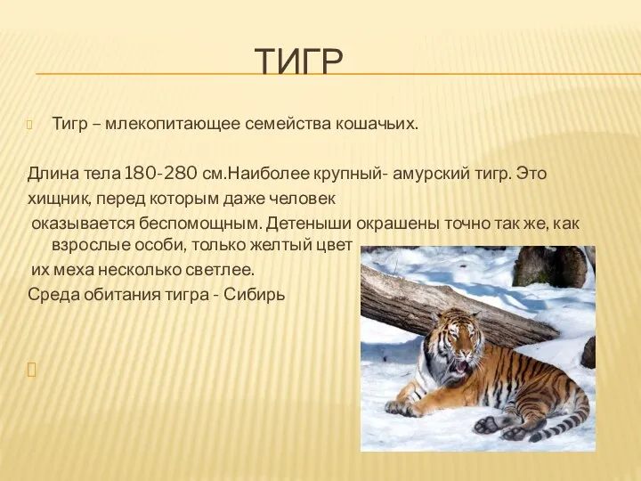 Тигр Тигр – млекопитающее семейства кошачьих. Длина тела 180-280 см.Наиболее