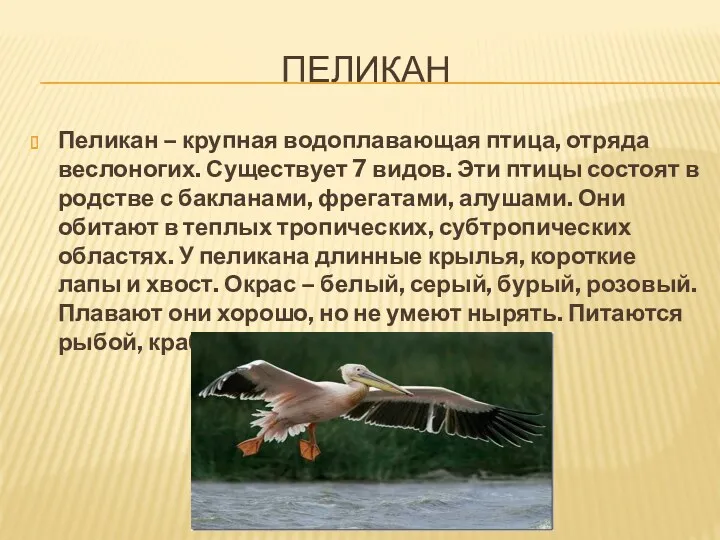 Пеликан Пеликан – крупная водоплавающая птица, отряда веслоногих. Существует 7