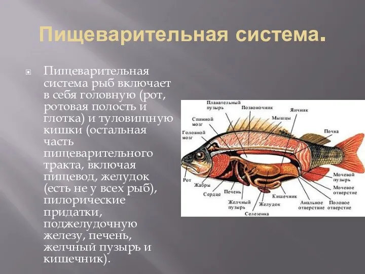 Пищеварительная система. Пищеварительная система рыб включает в себя головную (рот, ротовая полость и