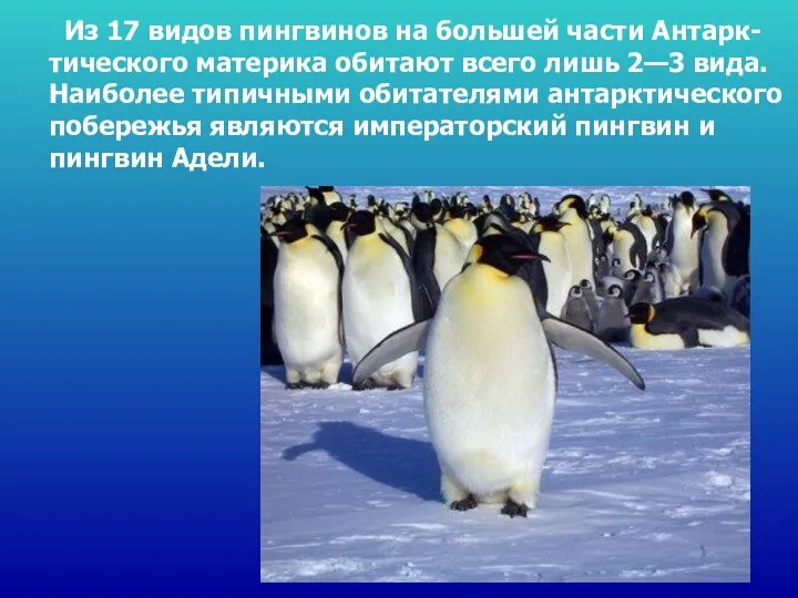 Из 17 видов пингвинов на большей части Антарк-тического материка обитают