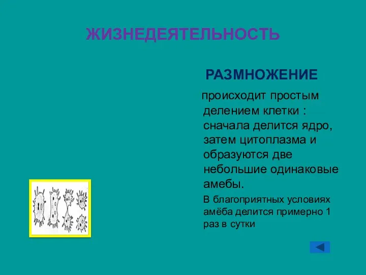 ЖИЗНЕДЕЯТЕЛЬНОСТЬ РАЗМНОЖЕНИЕ происходит простым делением клетки : сначала делится ядро,