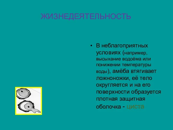 ЖИЗНЕДЕЯТЕЛЬНОСТЬ В неблагоприятных условиях (например, высыхание водоёма или понижении температуры воды), амёба втягивает