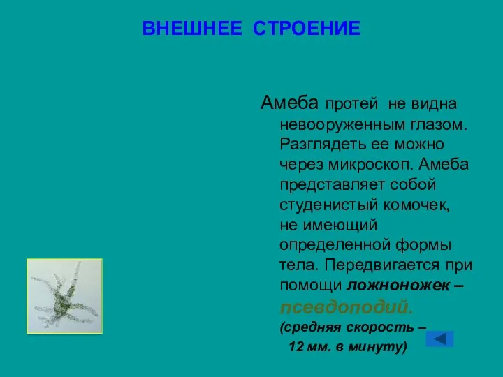 ВНЕШНЕЕ СТРОЕНИЕ Амеба протей не видна невооруженным глазом. Разглядеть ее можно через микроскоп.