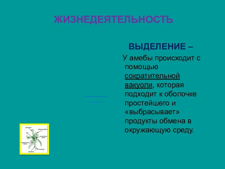 ЖИЗНЕДЕЯТЕЛЬНОСТЬ ВЫДЕЛЕНИЕ – У амебы происходит с помощью сократительной вакуоли,