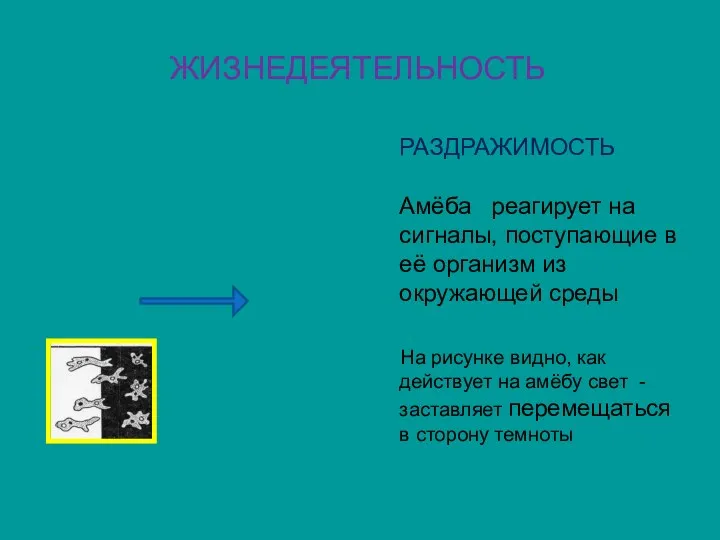 ЖИЗНЕДЕЯТЕЛЬНОСТЬ РАЗДРАЖИМОСТЬ Амёба реагирует на сигналы, поступающие в её организм