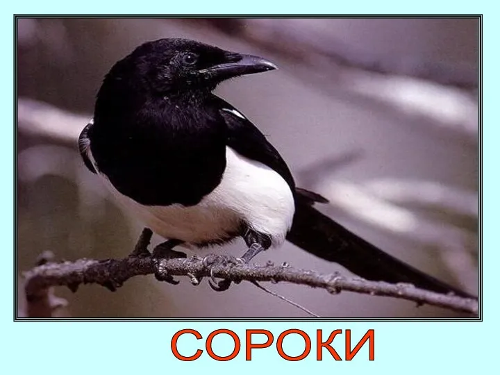 СОРОКИ