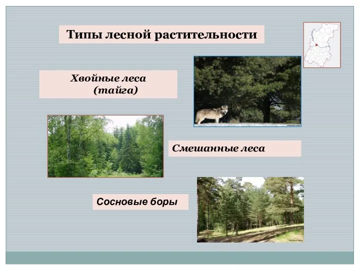 Типы лесной растительности Хвойные леса (тайга) Смешанные леса Сосновые боры