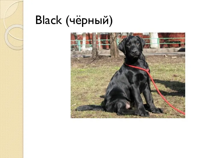 Black (чёрный)