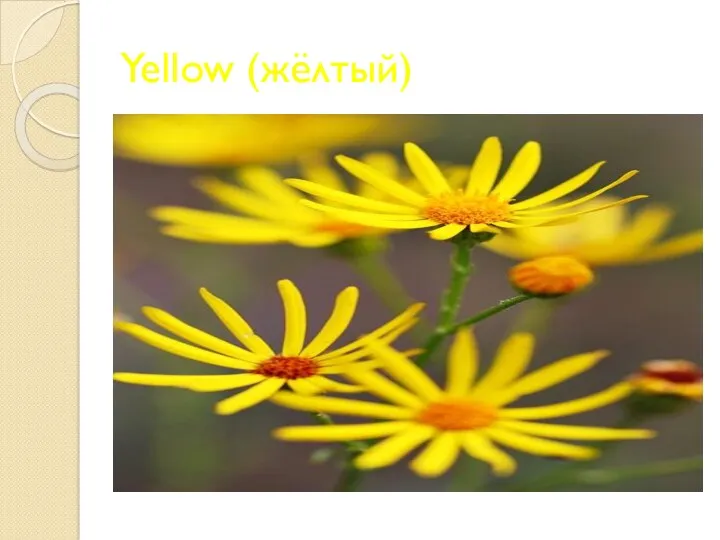 Yellow (жёлтый)