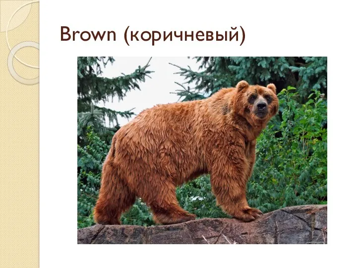 Brown (коричневый)