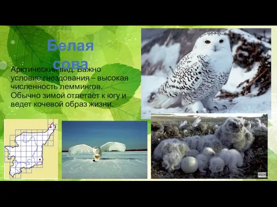 Арктический вид. Важно условие гнездования – высокая численность леммингов. Обычно зимой отлетает к