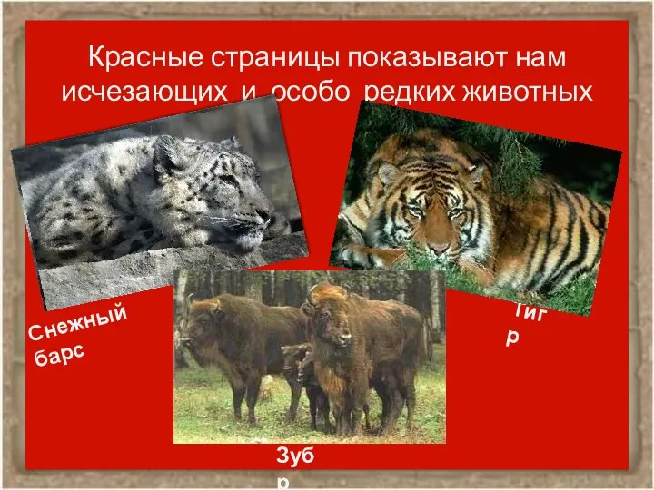 Красные страницы показывают нам исчезающих и особо редких животных Снежный барс Тигр Зубр
