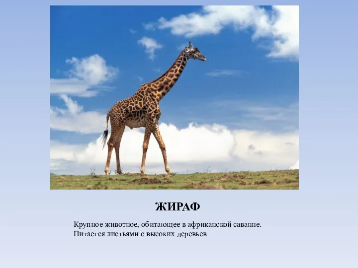 ЖИРАФ Крупное животное, обитающее в африканской саванне. Питается листьями с высоких деревьев