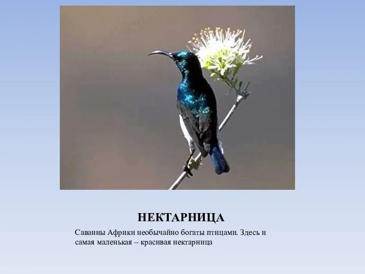 НЕКТАРНИЦА Саванны Африки необычайно богаты птицами. Здесь и самая маленькая – красивая нектарница