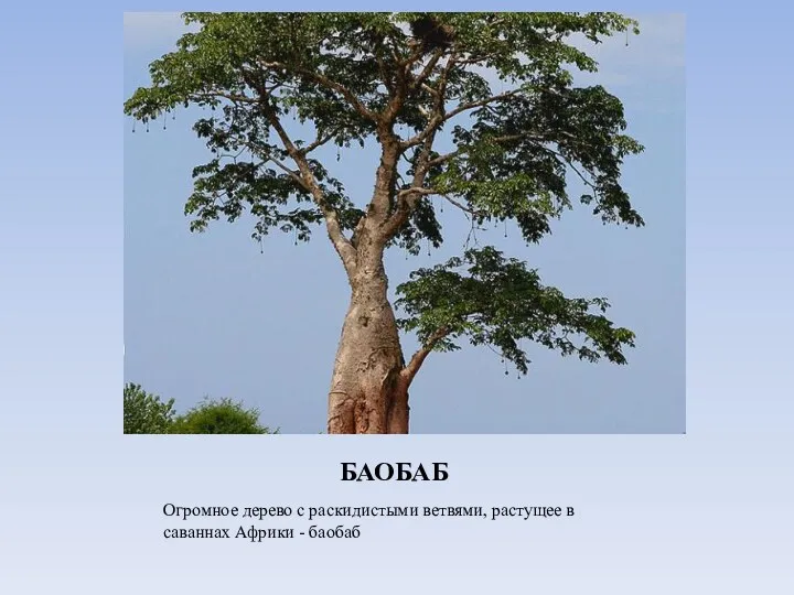 БАОБАБ Огромное дерево с раскидистыми ветвями, растущее в саваннах Африки - баобаб