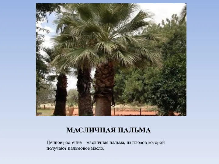 МАСЛИЧНАЯ ПАЛЬМА Ценное растение – масличная пальма, из плодов которой получают пальмовое масло.