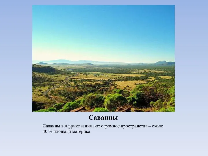 Саванны Саванны в Африке занимают огромное пространства – около 40 % площади материка