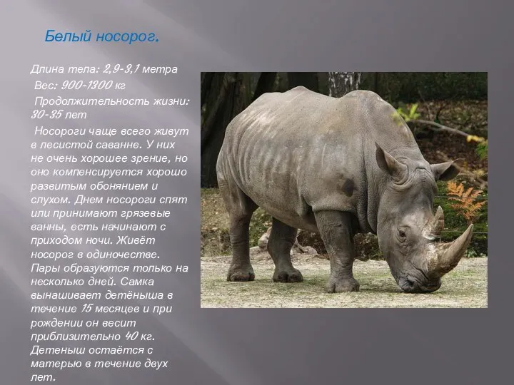 Белый носорог. Длина тела: 2,9-3,1 метра Вес: 900-1300 кг Продолжительность
