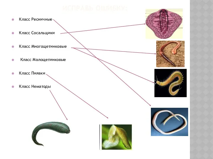Исправь ошибку: Класс Ресничные Класс Сосальщики Класс Многощетинковые Класс Малощетинковые Класс Пиявки Класс Нематоды