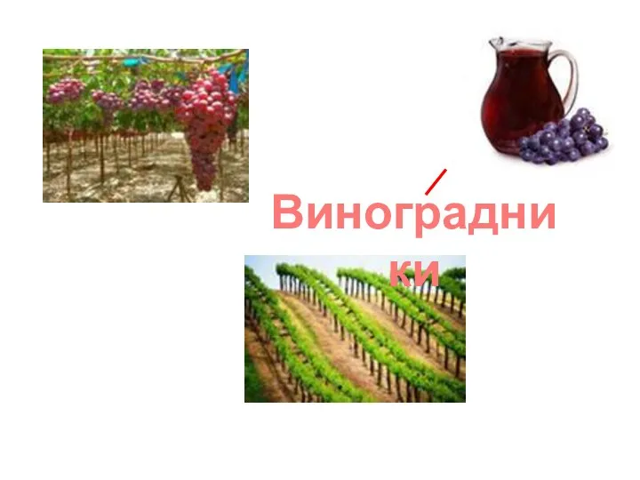 Виноградники